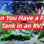 Can You Have a Fish Tank in an RV?