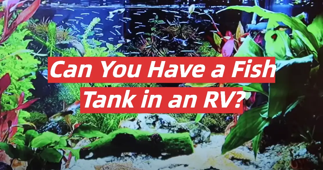 Can You Have a Fish Tank in an RV?